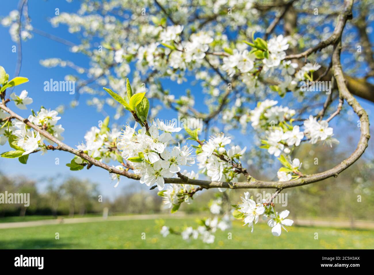 Branch of apple tree with white flowers in spring Stock Photo - Alamy