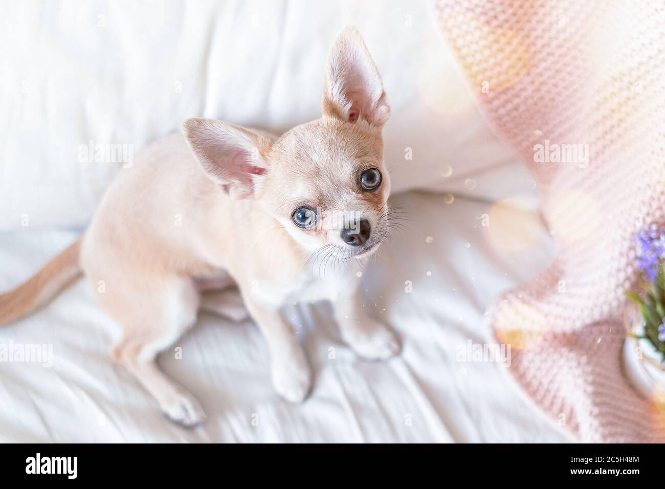 Chihuahua Wrapped In Blanket High Resolution Stock Photography and
