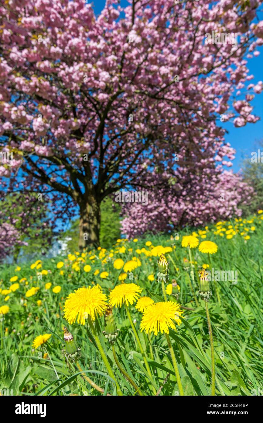 Dandelion flowers on green meadow in front of pink flowering tree Stock Photo