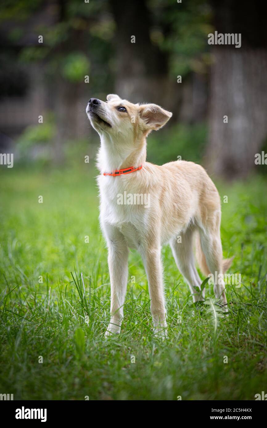 View of Dog on the grass in summer Stock Photo - Alamy