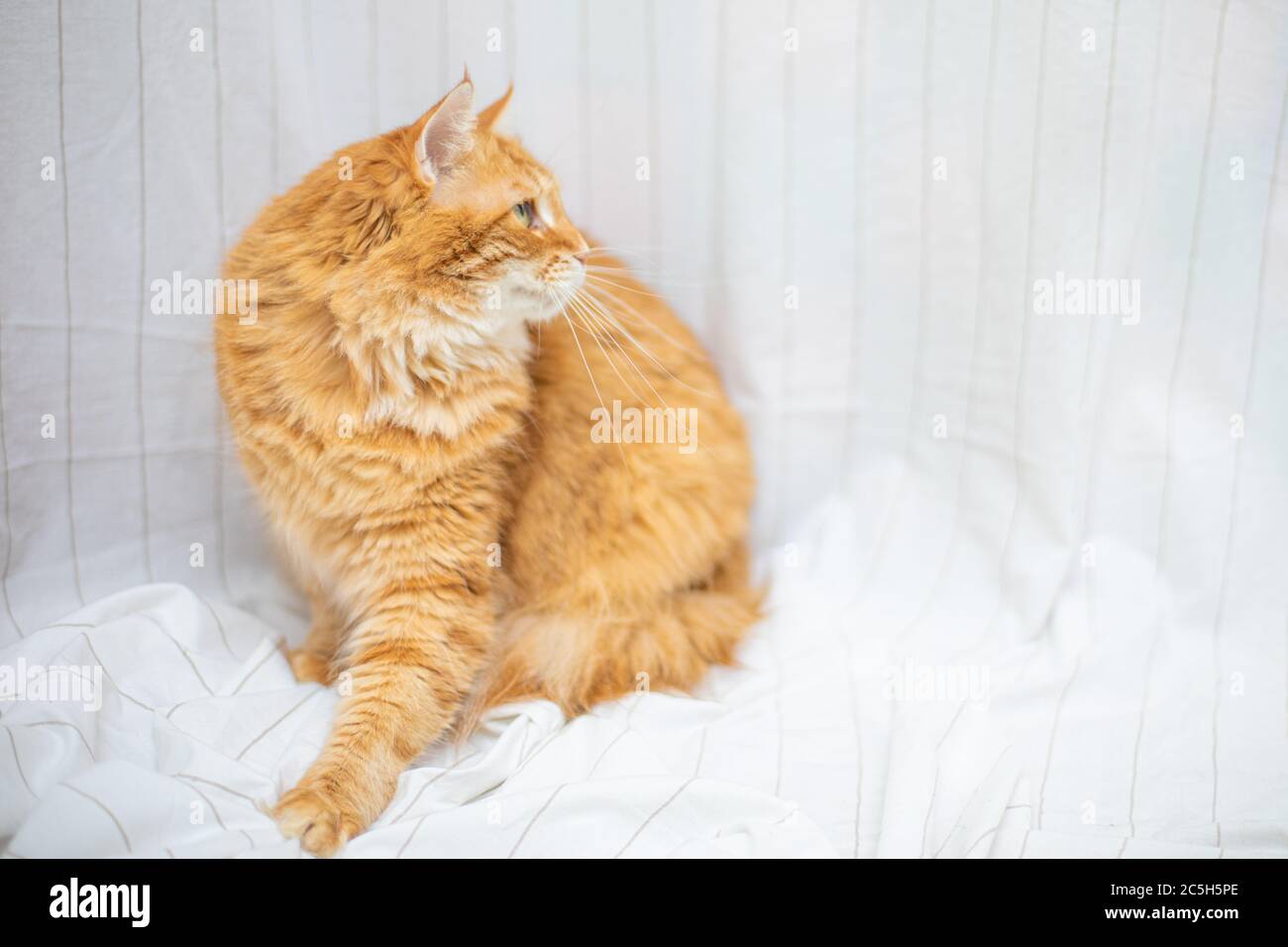 Cat on white background Stock Photo - Alamy