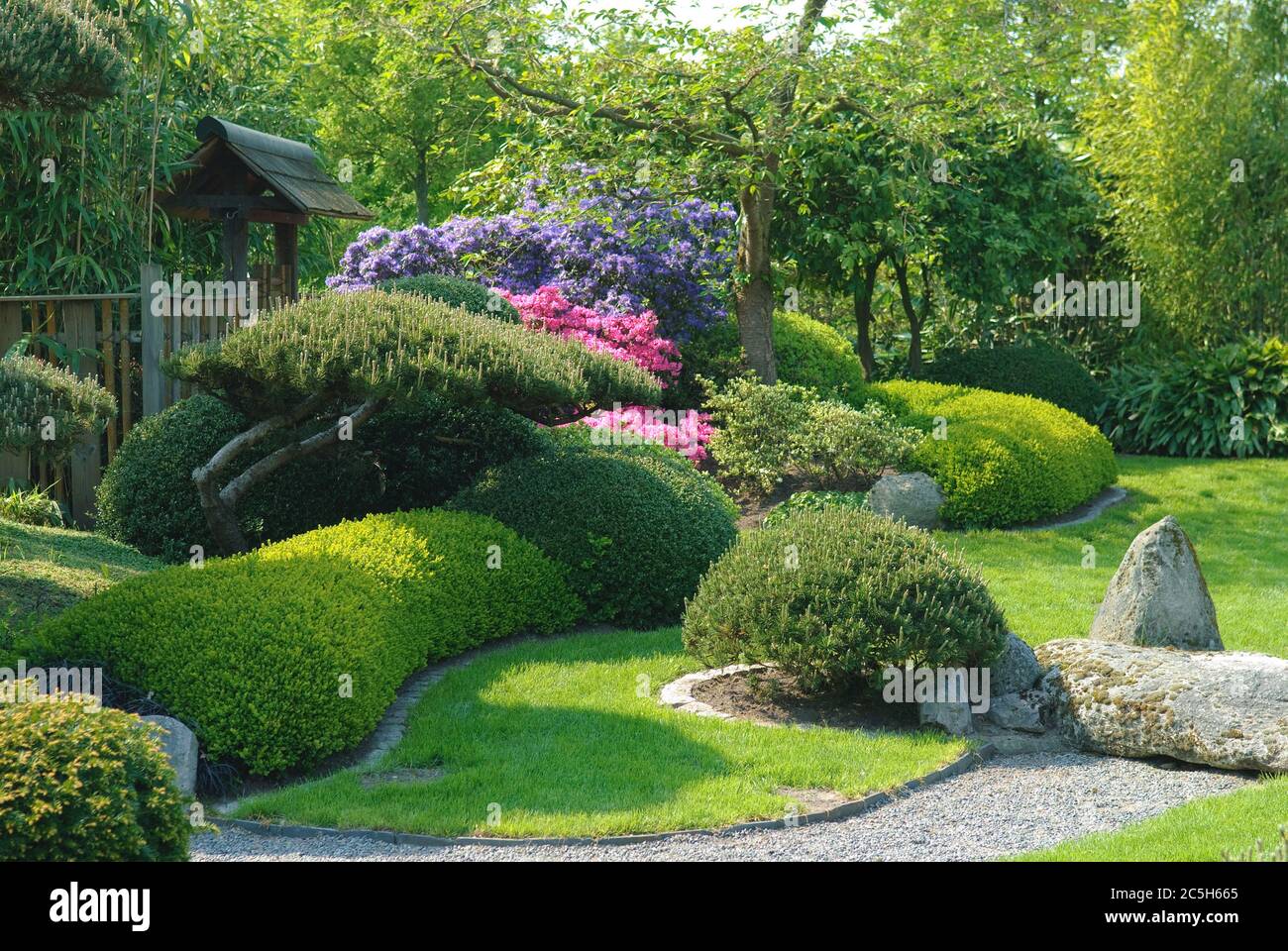 Japanischer Garten, Krummholzkiefer  Pinus mugo var. pumilio, Buchsbaum Buxus sempervirens Suffruticosa Stock Photo