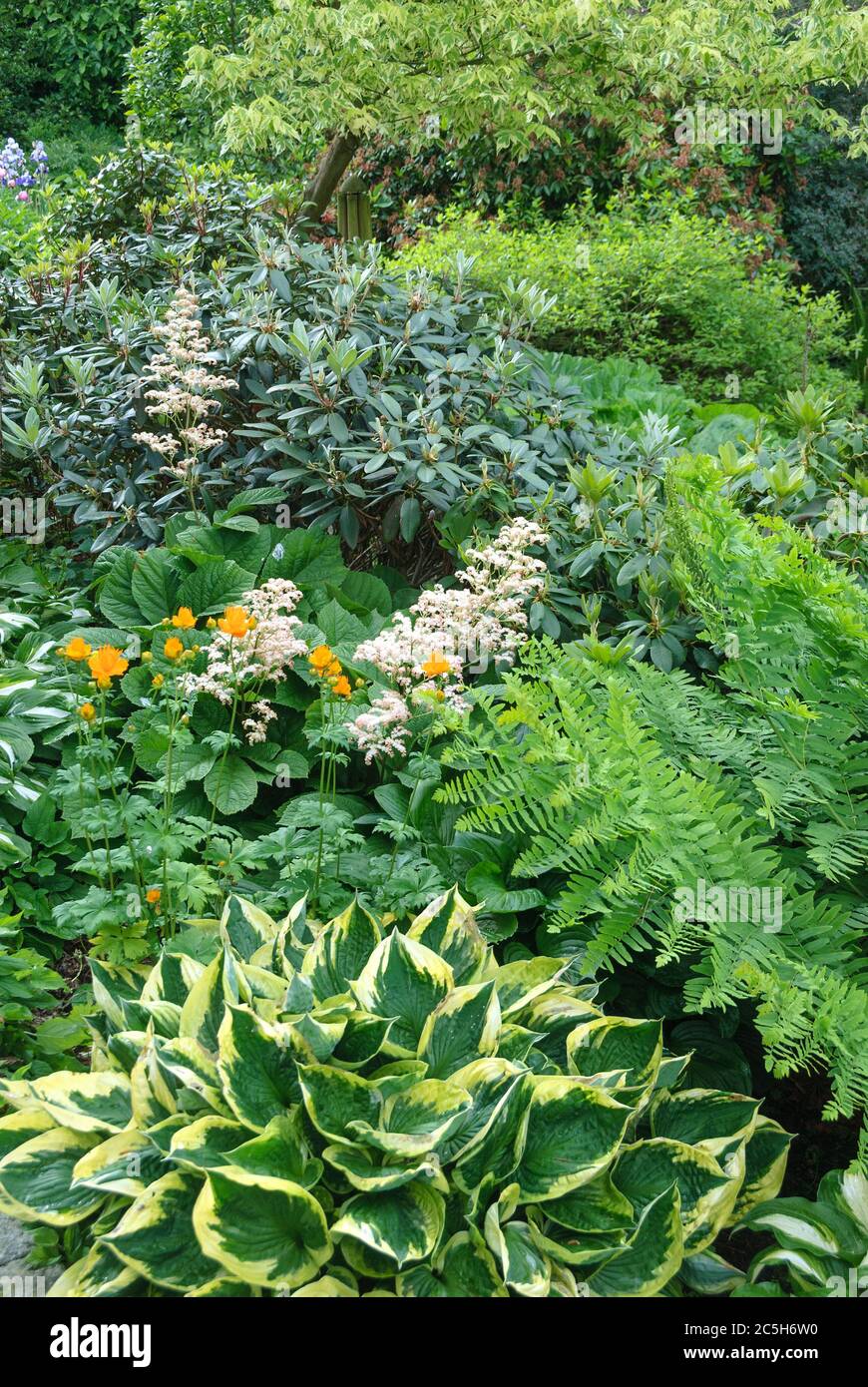Botanischer Garten Christiansberg, Schaublatt  Rodgersia pinnata, Funkie Hosta, Trollblume Trollius chinensis Stock Photo