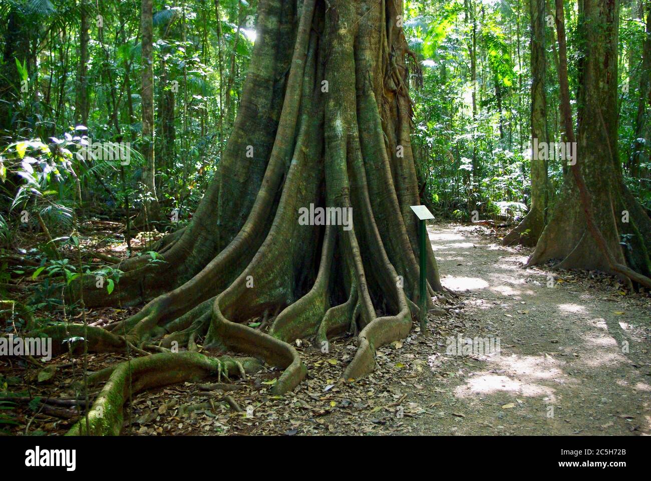 Roots of Strangler Fig at Mary Cairncross Scenic Reserve Queensland Stock Photo