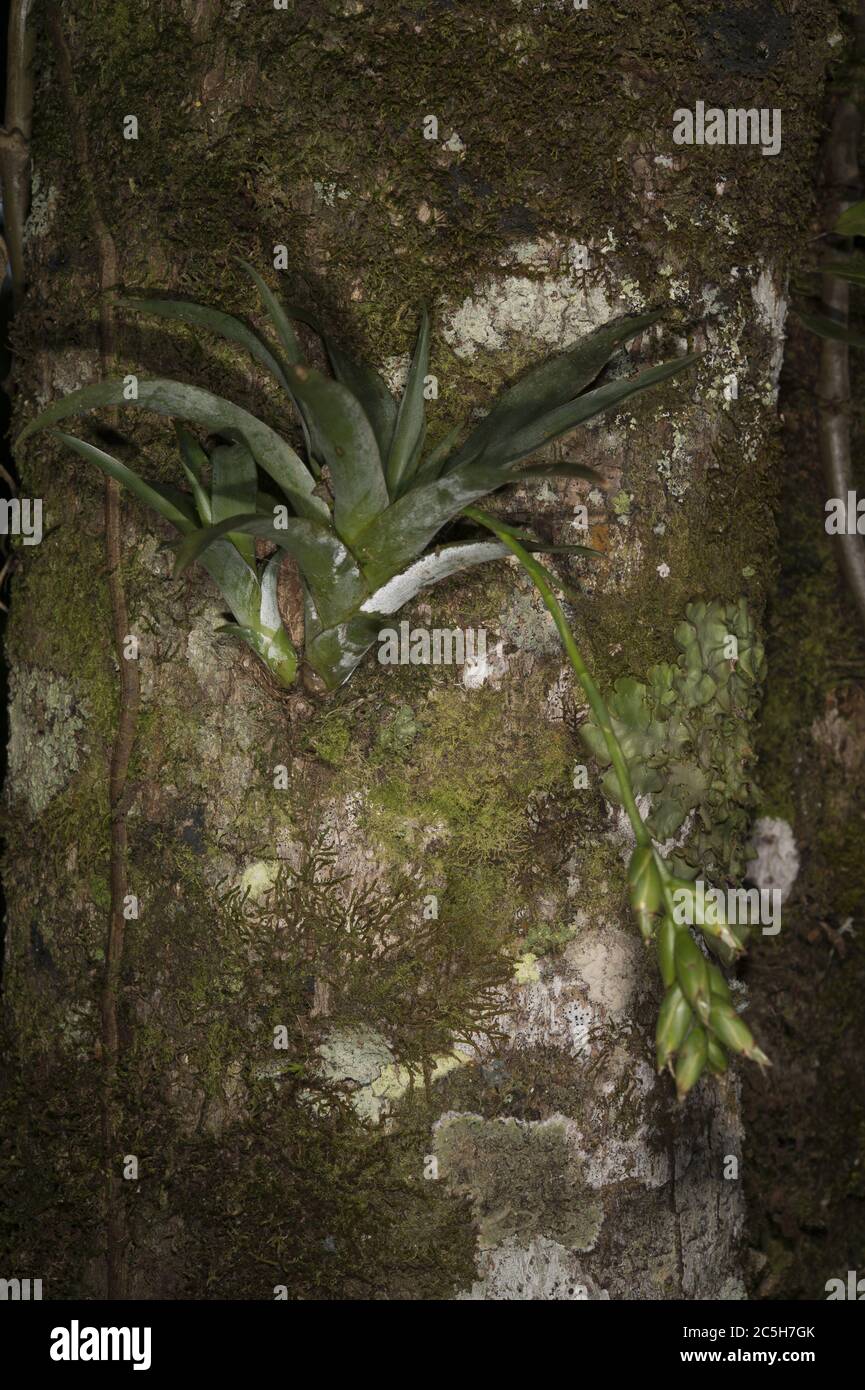 Epiphite Bromeliad, Catopsis nutans, Bromeliaceae, Monteverde Cloud Forest Reserve, Costa Rica, Centroamerica Stock Photo