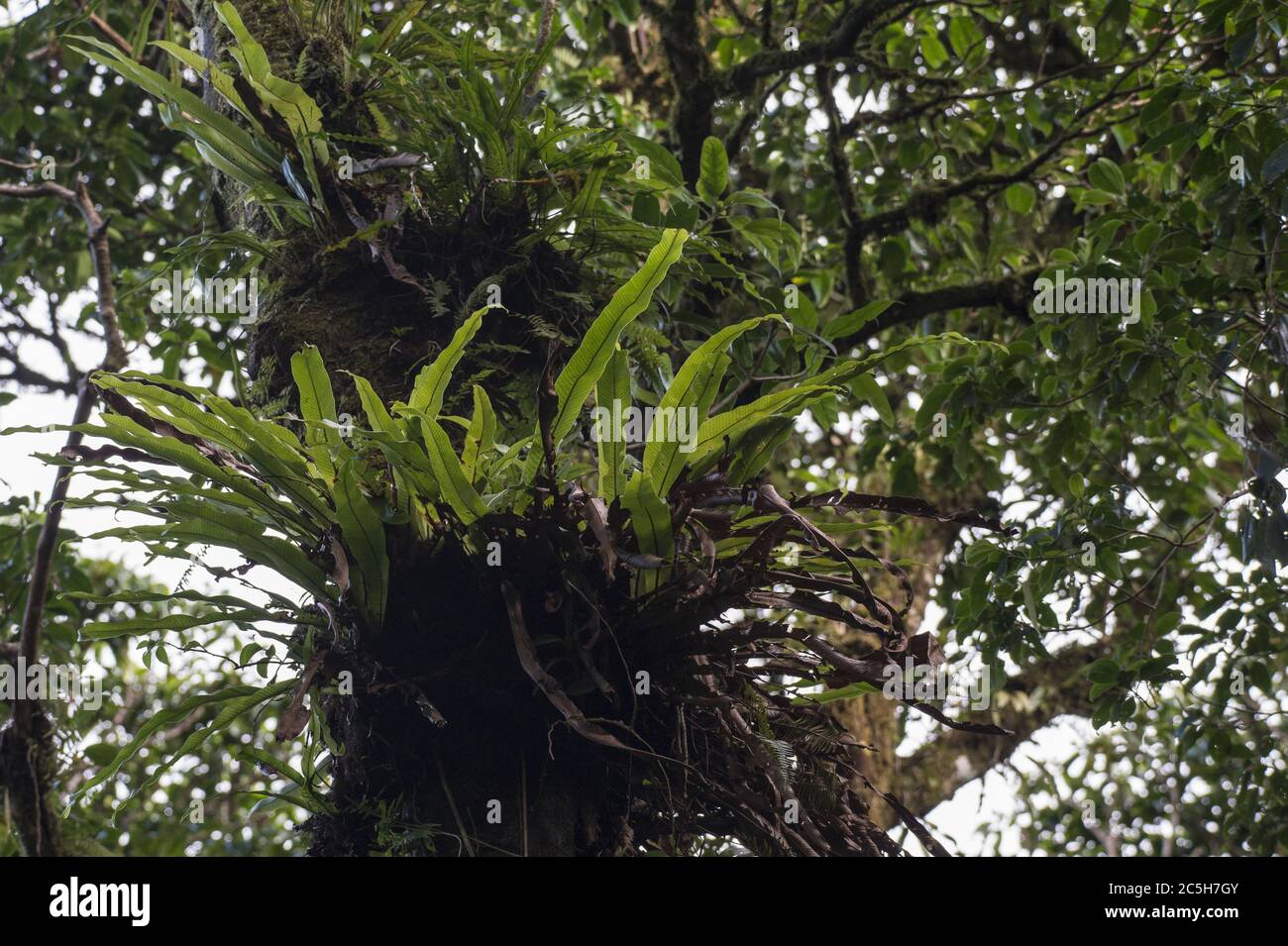Epiphite fern, Niphidium nidulare, Polypodiaceae, Monteverde Cloud Forest Reserve, Costa Rica, Centroamerica Stock Photo
