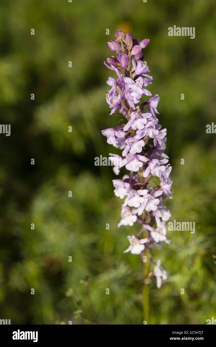 Wild Orchis, Gymnadenia conopsea, Orchideaceae, Rascino Plateau, Rieti, Lazio, Italy Stock Photo