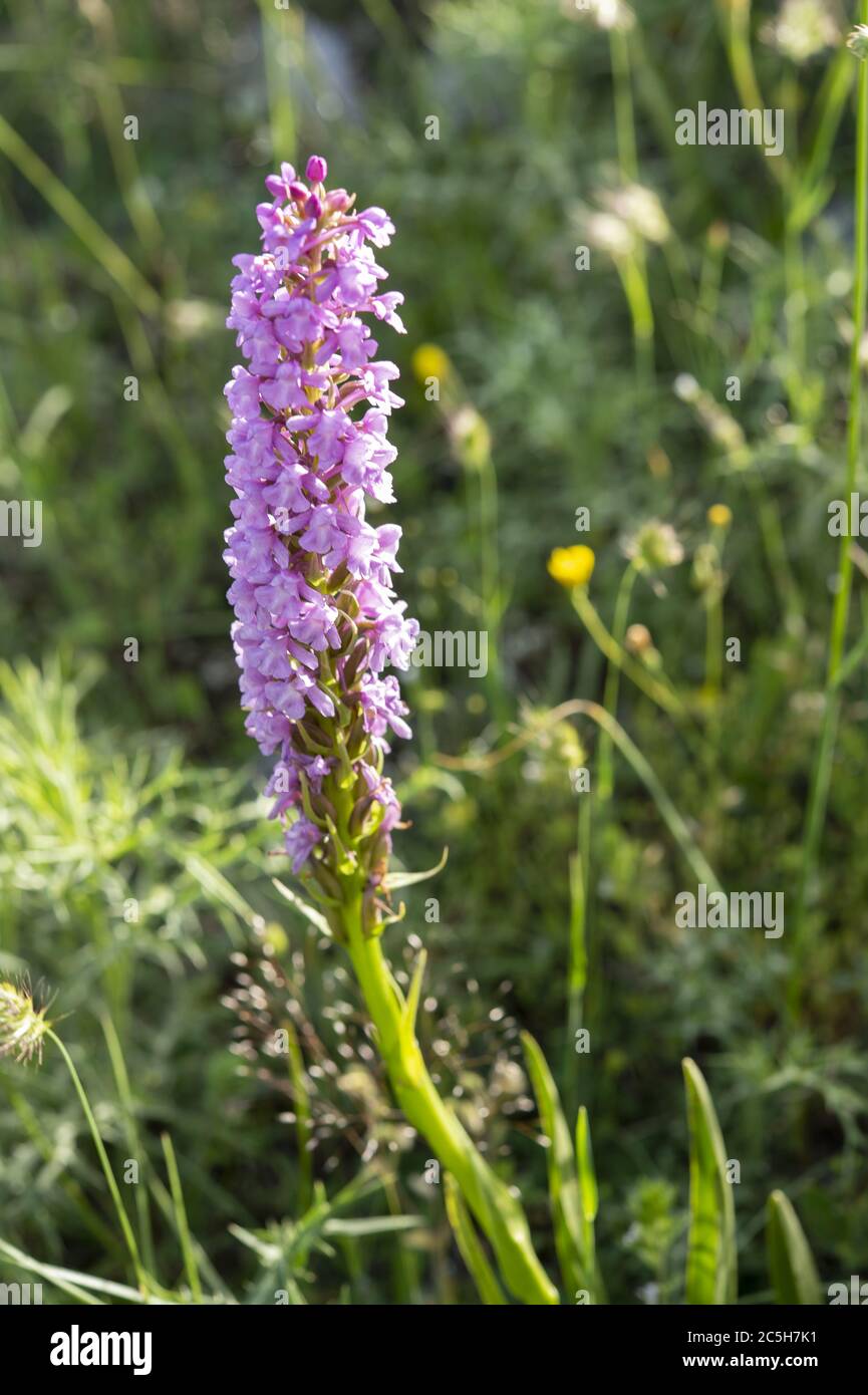 Wild Orchis, Gymnadenia conopsea, Orchideaceae, Rascino Plateau, Rieti, Lazio, Italy Stock Photo