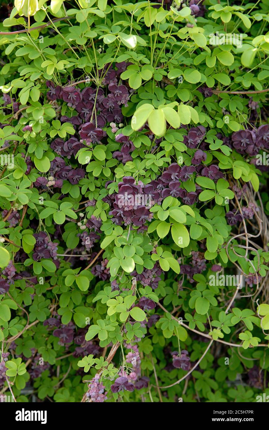 Akebia quinata hi-res stock photography and images - Alamy