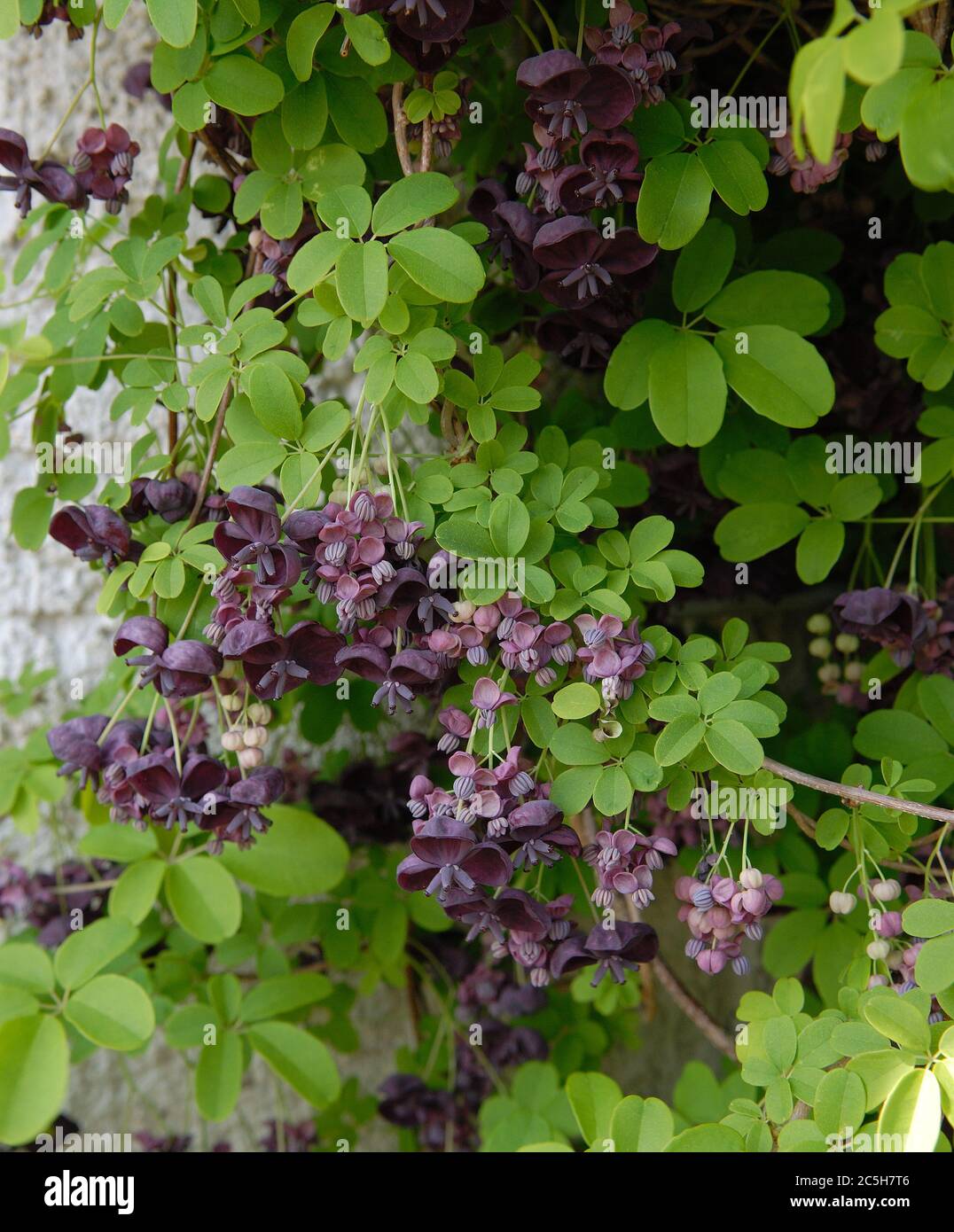 Akebia quinata hi-res stock photography and images - Alamy