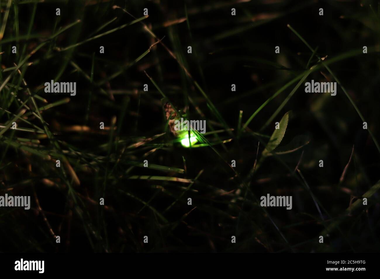 Glowing Grub The Bizarre World Of Bioluminescent Insects - g5mp4mv