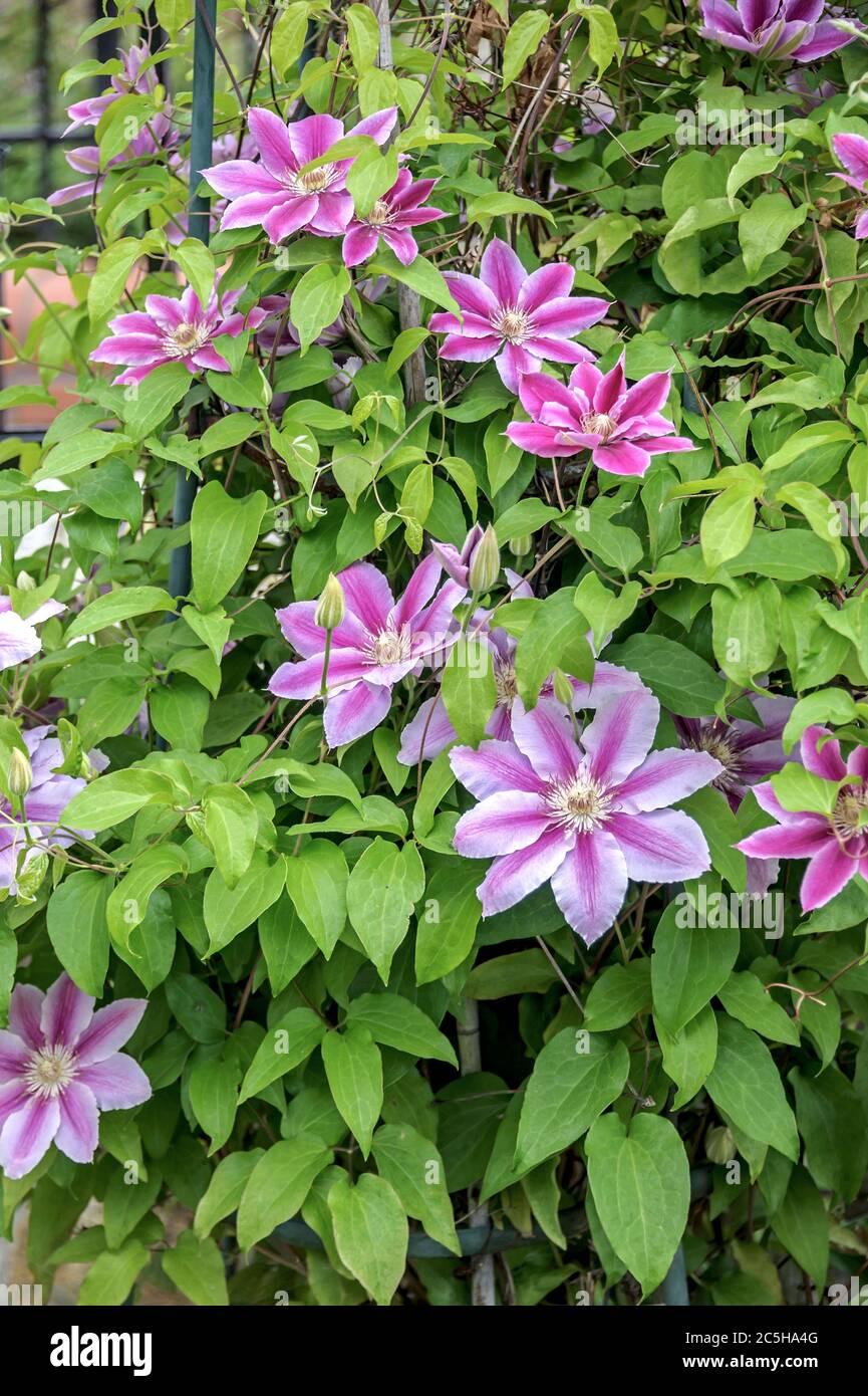 Waldrebe Clematis Dr Ruppel Stock Photo