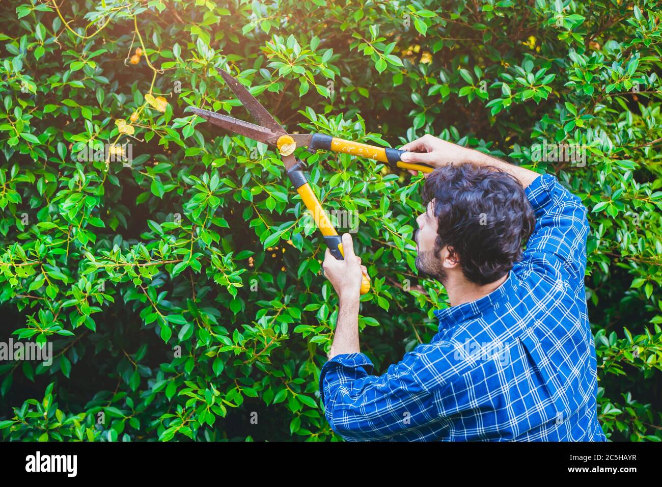 Gardener hedge trimming or rip bush with grass shears gardening scissors activity working during stay home at backyard. Stock Photo
