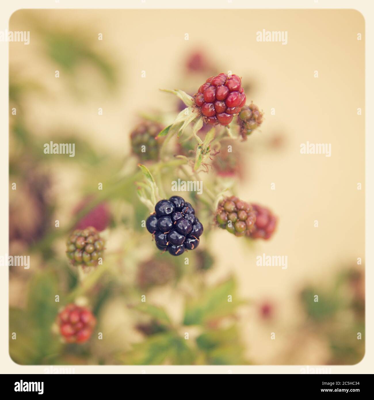 Bush media hi-res stock photography and images - Alamy