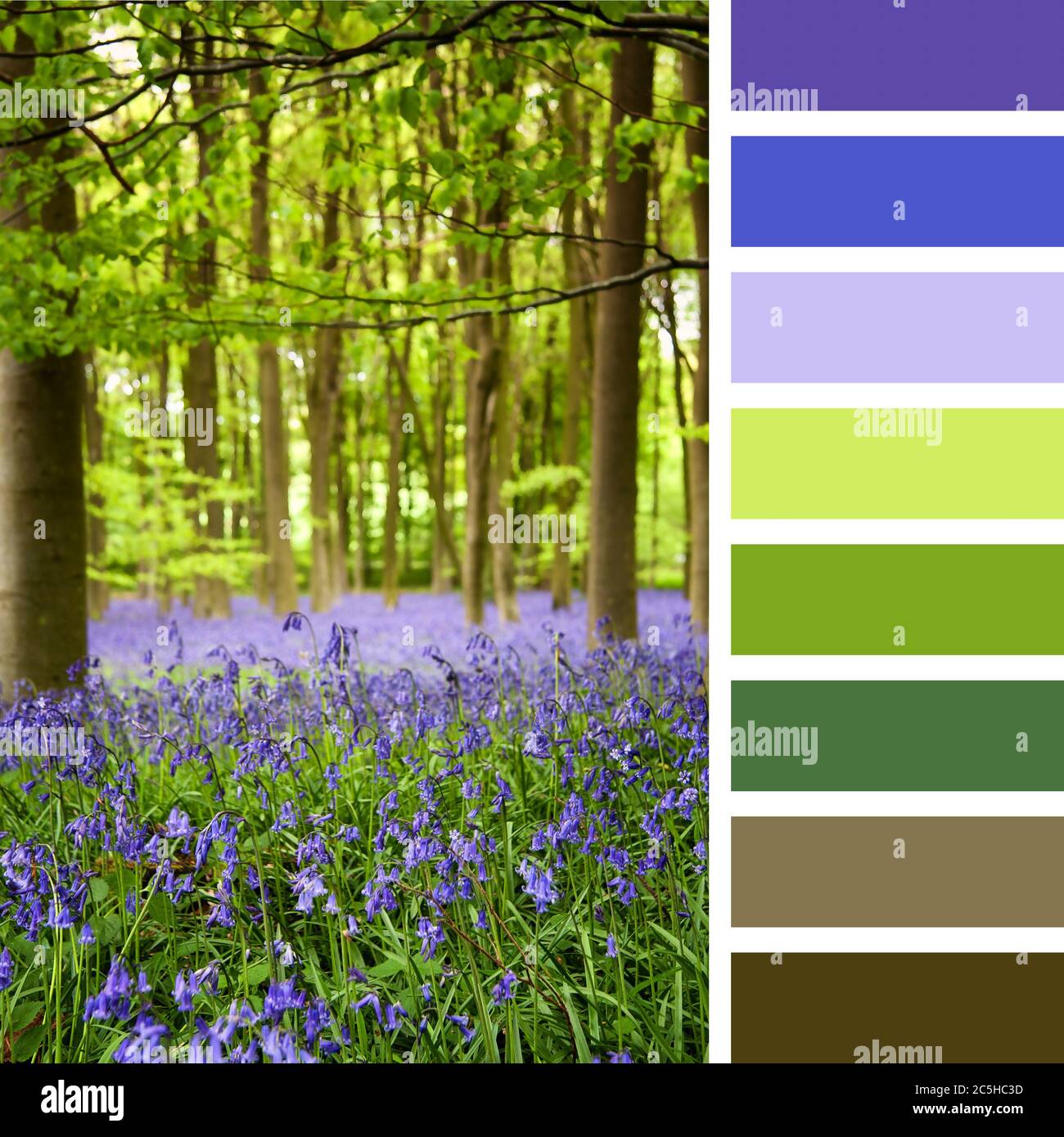 A carpet of bluebells in the woods, Hampshire, UK, in a colour palette with complimentary colour swatches Stock Photo