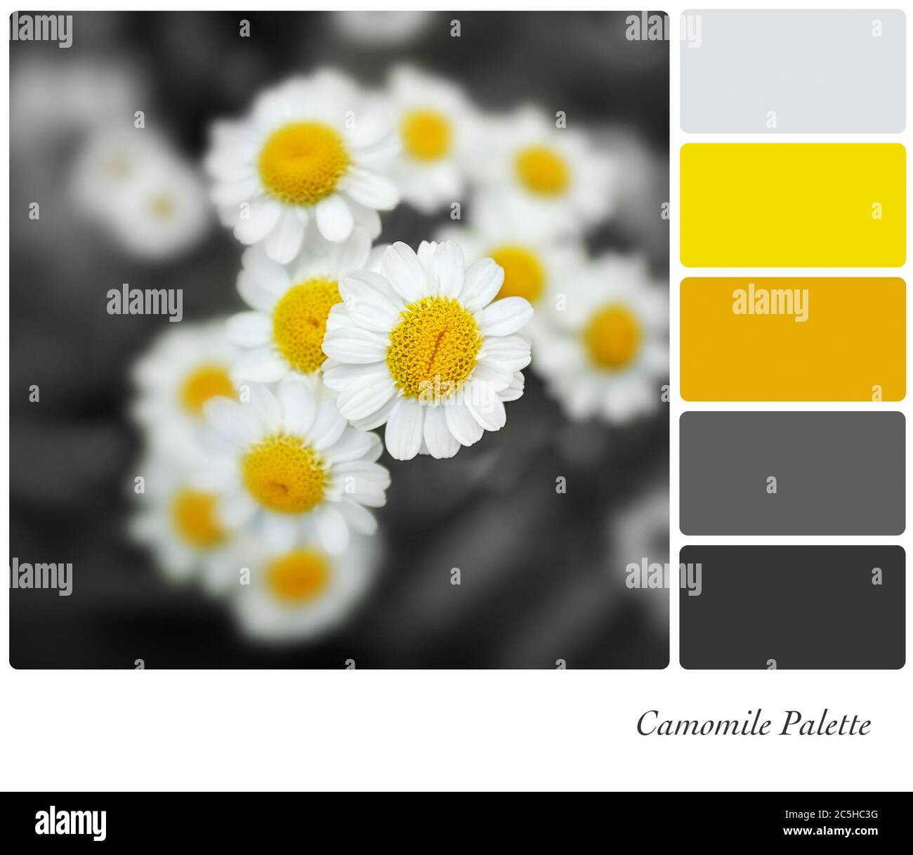 A closeup of camomile flowers with selective colouring, in a colour palette with complimentary colour swatches Stock Photo