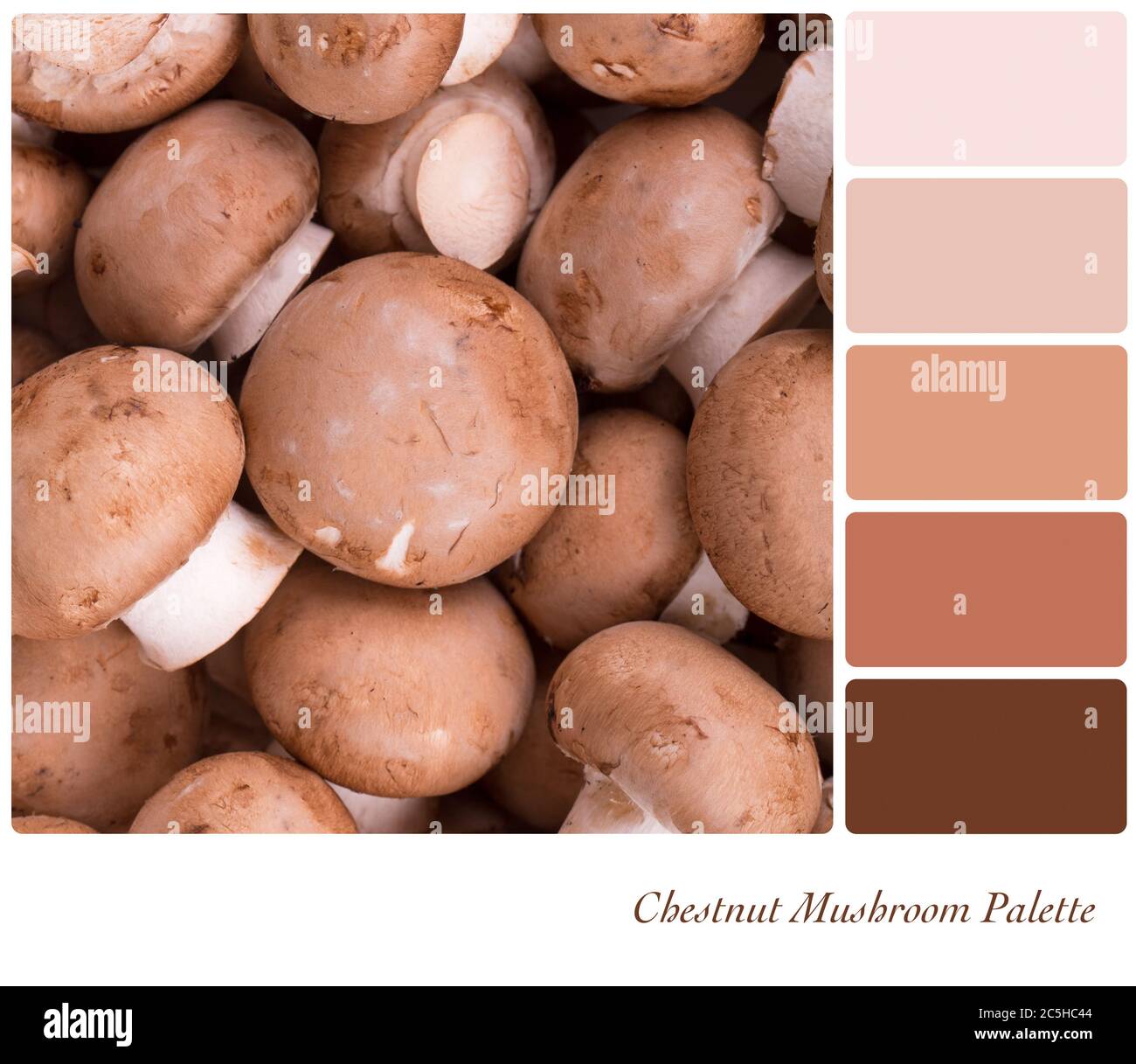 A background of fresh chestnut mushrooms in a colour palette with  complimentary colour swatches Stock Photo - Alamy