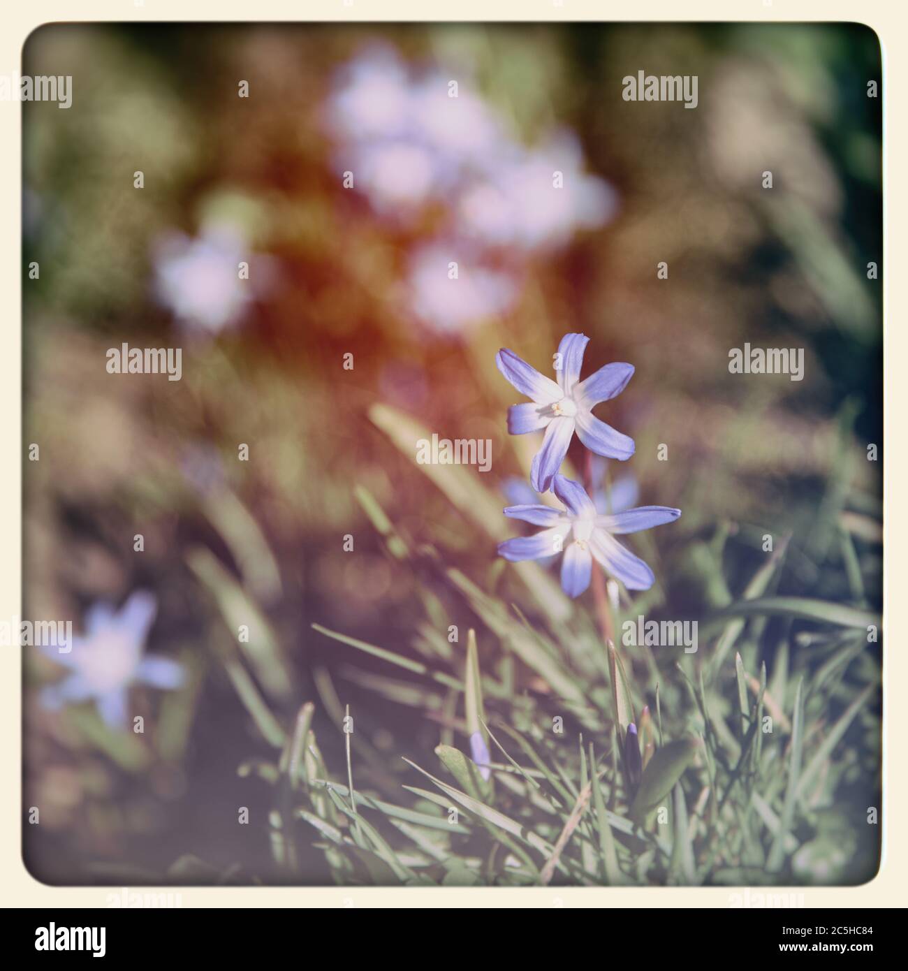 Wild flowers, Glory of the Snow, (chionodoxa forbesii), filtered to look like an aged instant photograph Stock Photo