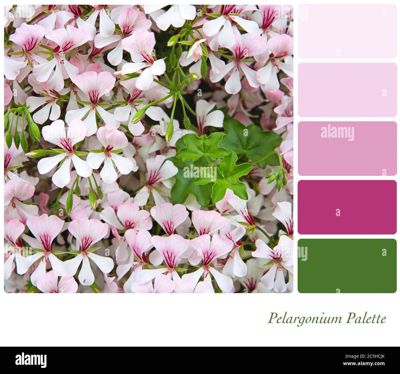 A sbackground of pink pelargoniun flowers, in a colour palette with complimentary colour swatches Stock Photo