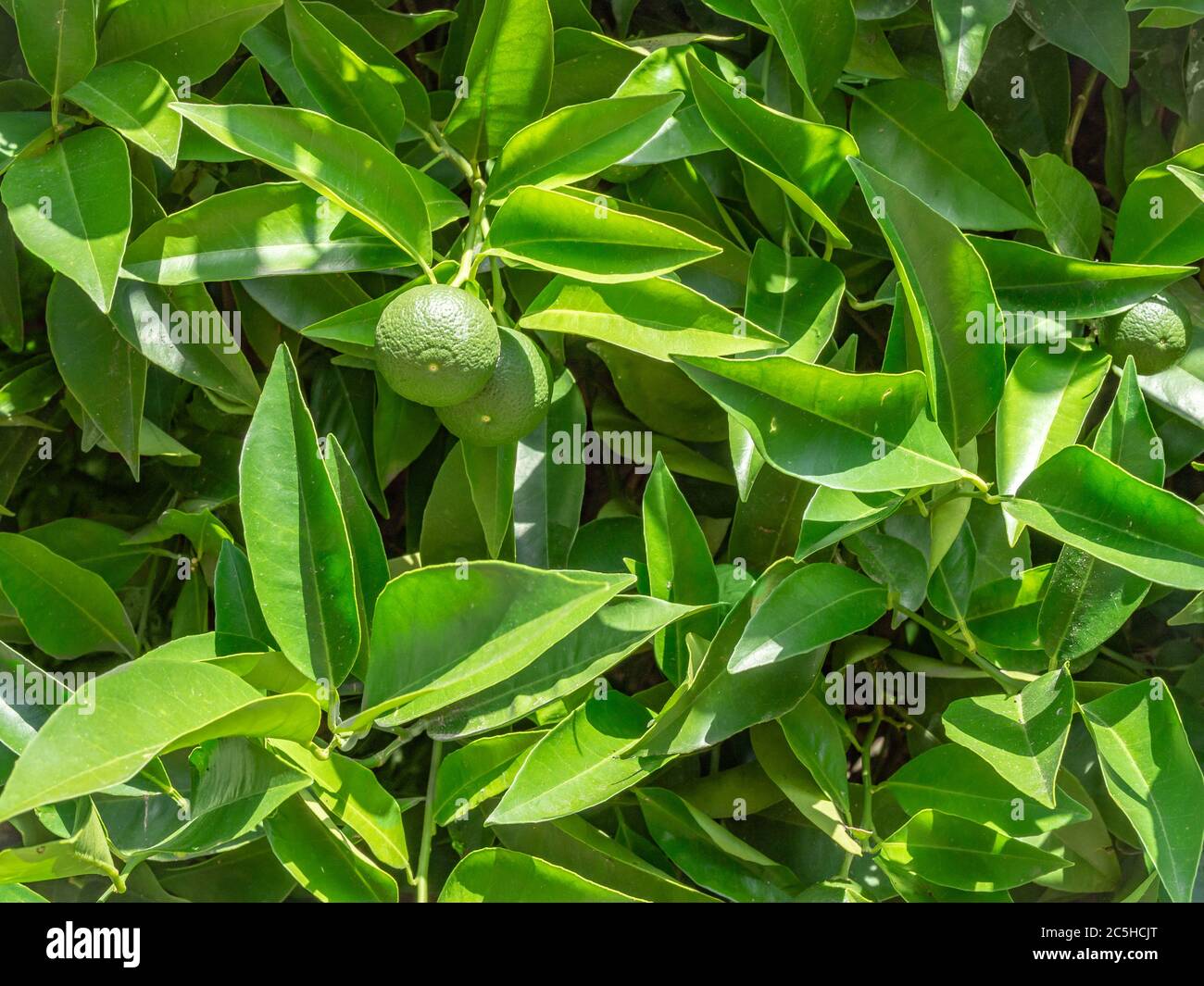 Lime tree on the  sunny day background  texture Stock Photo