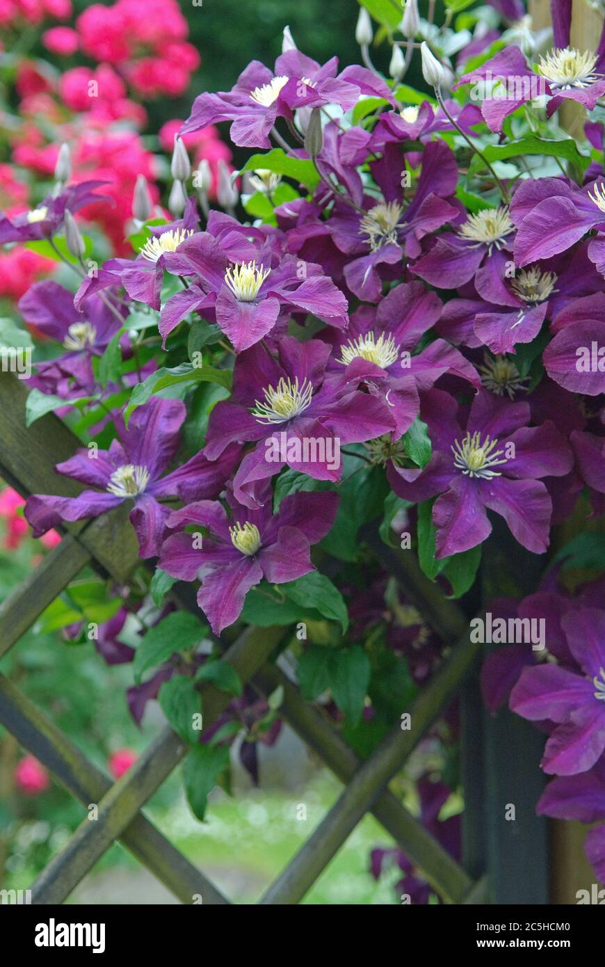 Grossblumige Waldrebe Clematis The Vagabond Stock Photo