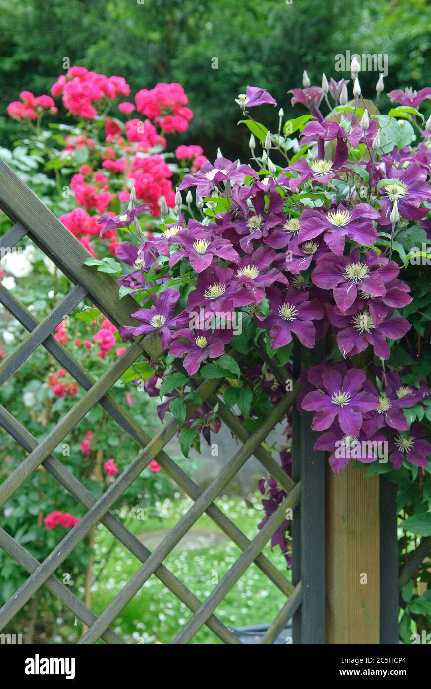 Grossblumige Waldrebe Clematis The Vagabond Stock Photo