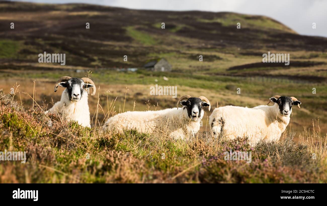A trio of curious sheep in the Highlands of Scotland, UK Stock Photo