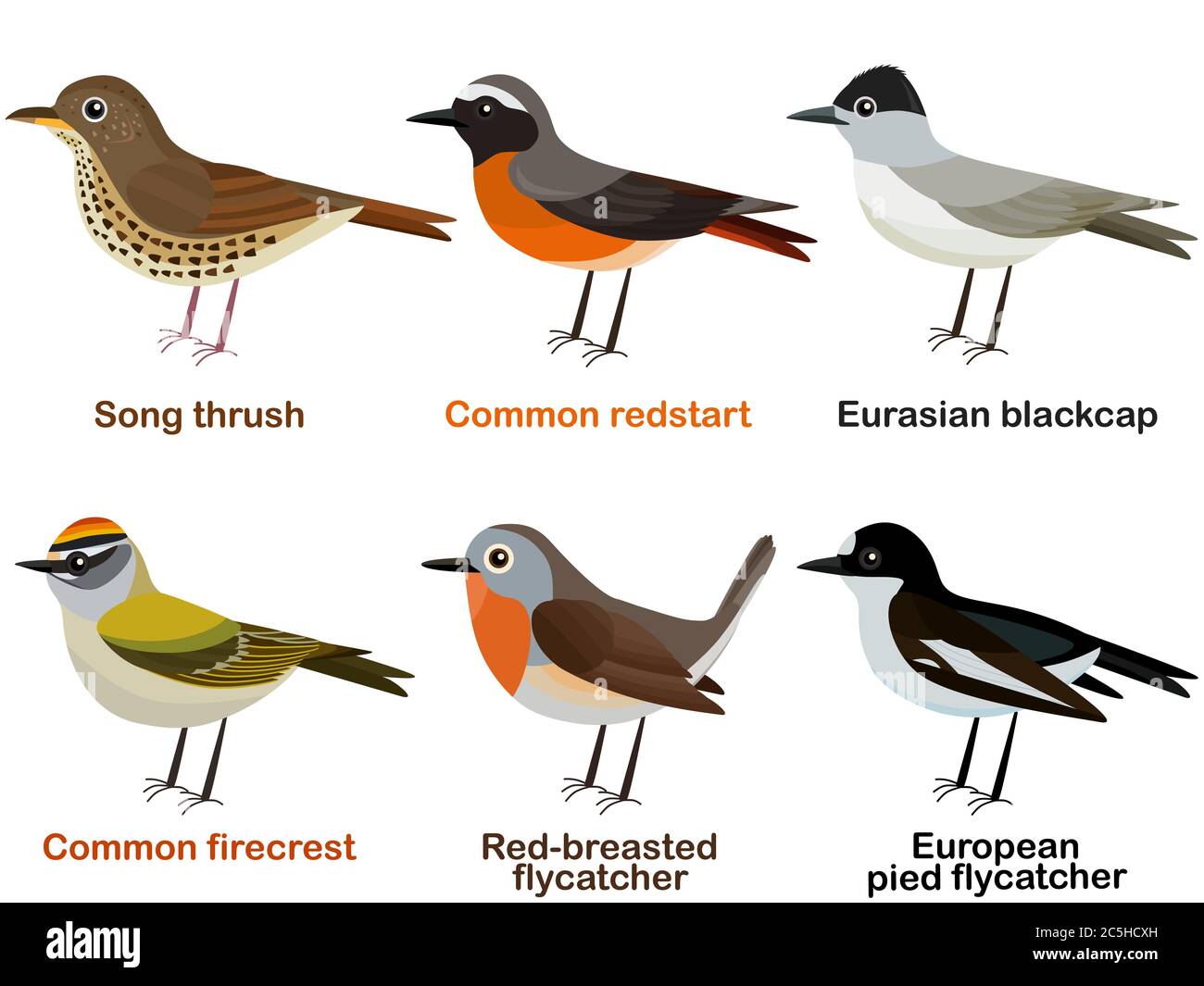 Vector illustration set of Cute European bird cartoons - Song thrush, Common redstart, Eurasian blackcap, Common firecrest, Red-breasted flycatcher, E Stock Vector