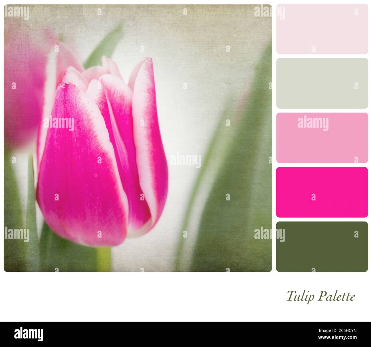 A background tulip flowers in a colour palette,  with complimentary colour swatches. Textured retro style effect. Stock Photo