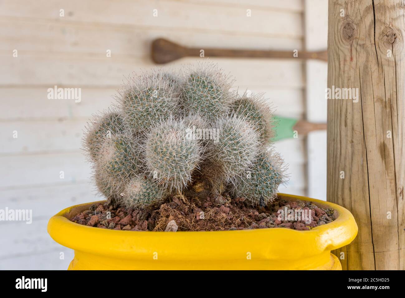 start now cactus lime Mexican Lime Cactus, Ferocactus pilosus/stainesii, Ferocactus pringlei   CactusWarehouse