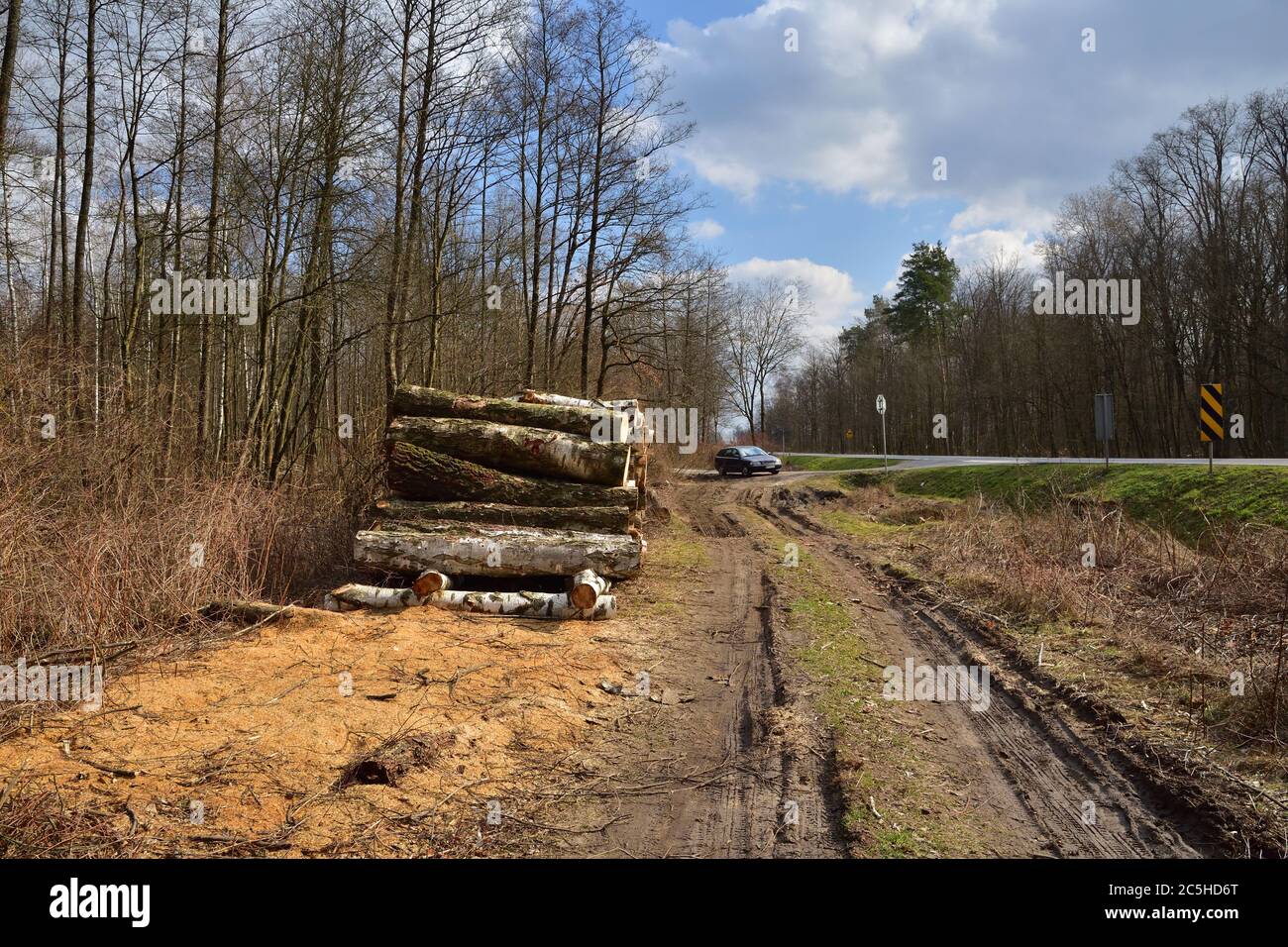 Tree trunks cut and stacked arranged and prepared for removal from the forest to industry. Stock Photo