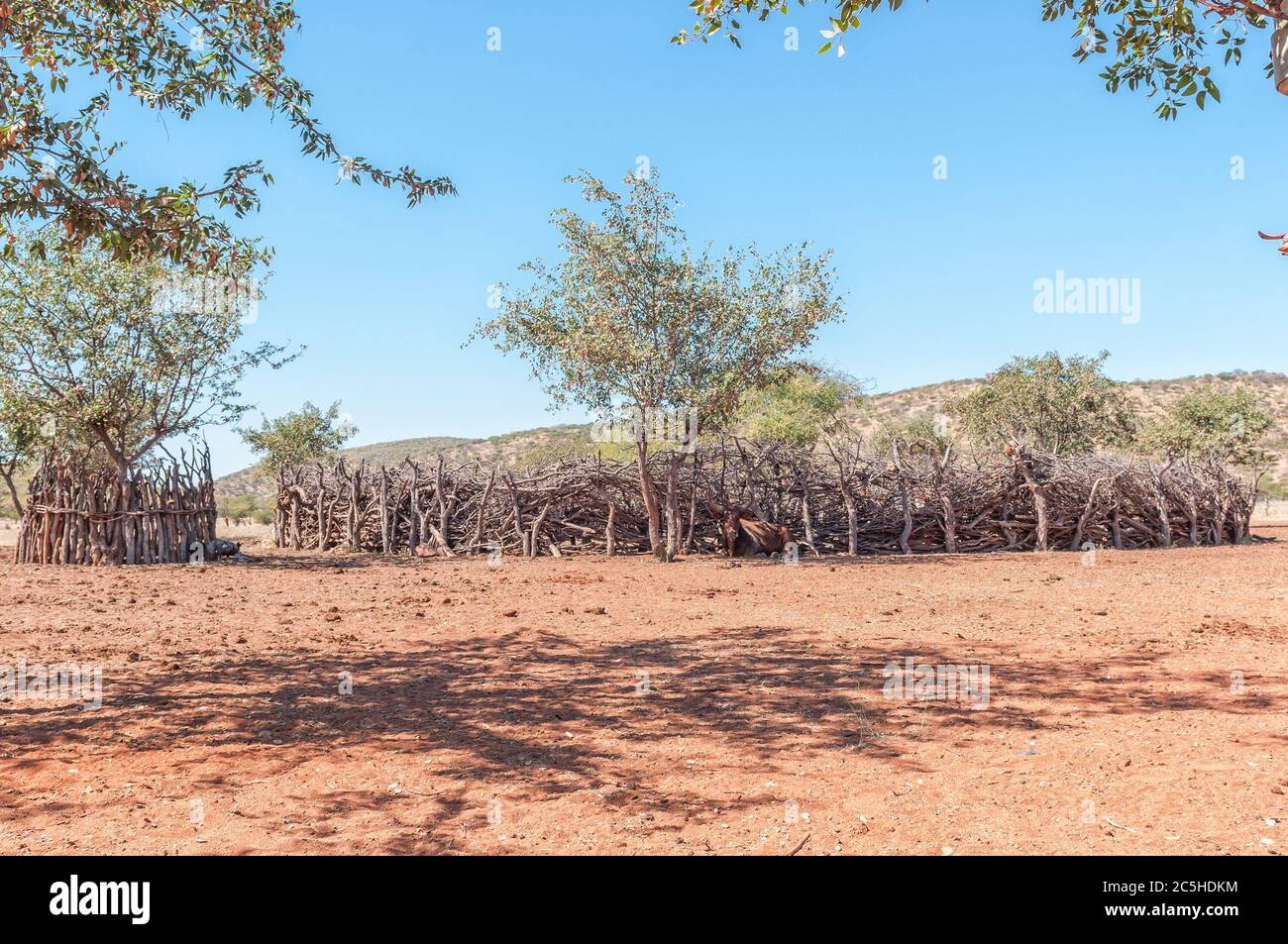 A nguni cow in front of a kraal in a Himba village near Epupa Stock Photo