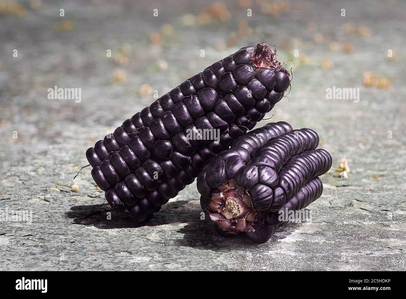 details of a peruvian purple corn, zea mays l, over a stone table on a sunny day Stock Photo