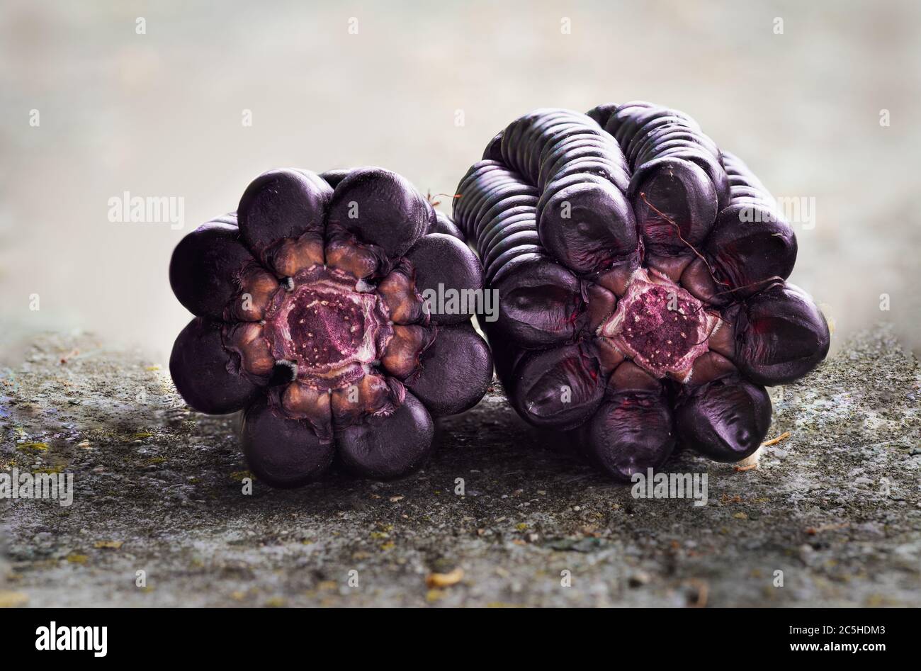 details of a peruvian purple corn, zea mays l, over a stone table on a sunny day Stock Photo