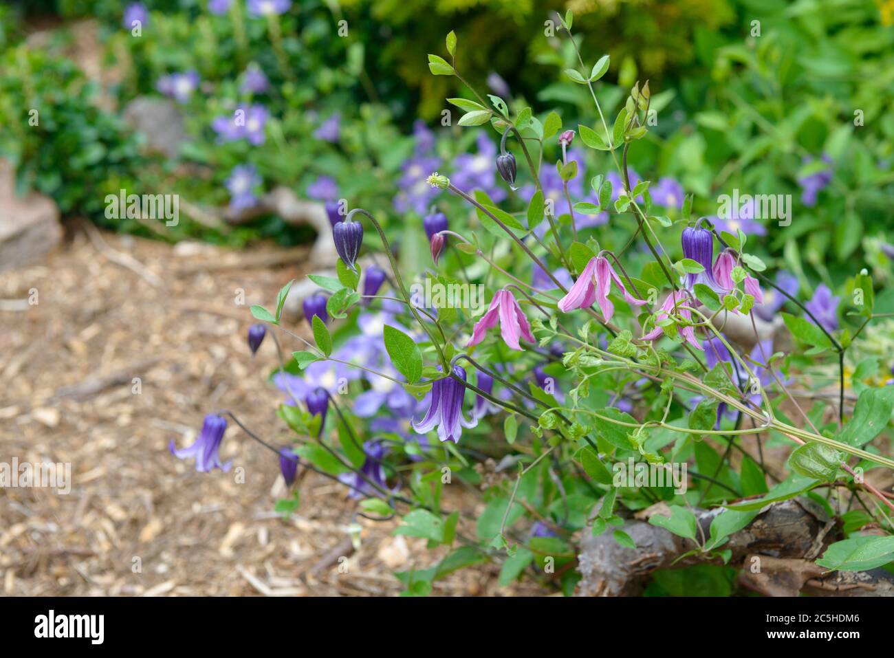 Waldrebe Clematis integrifolia Rosea, Waldrebe Clematis Rooguchi Stock ...