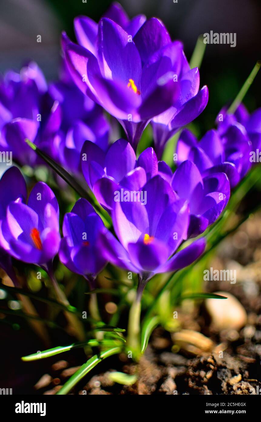 Purple crocus sign of spring hi-res stock photography and images - Alamy