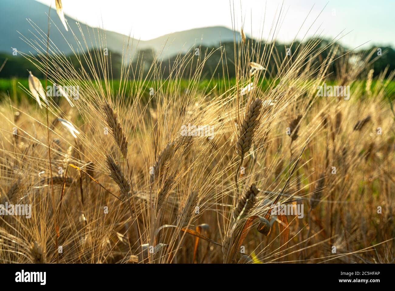 Ripe durum wheat ears ready to be harvested. Abruzzo, Italy, Europe Stock Photo