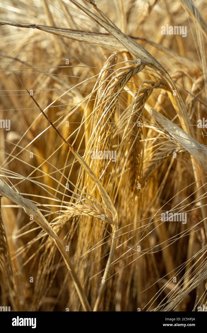 ears of malted barley illuminated by the golden light of the sunset. Abruzzo, Italy, Europe Stock Photo