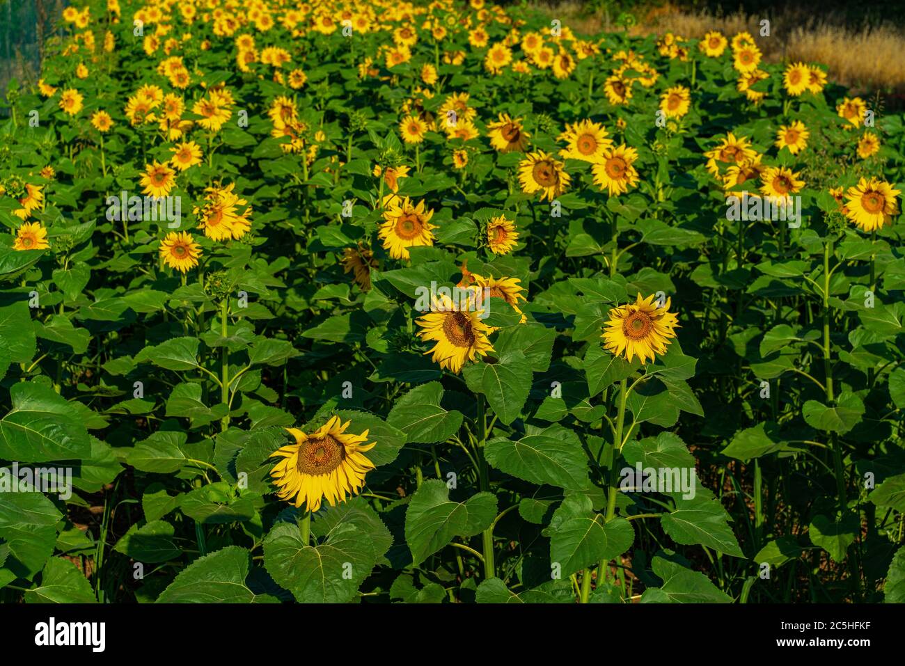 Field of sunflowers Stock Photo - Alamy