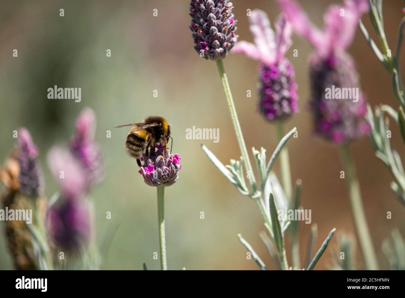 Bee landing on a purple flower hi-res stock photography and images - Alamy