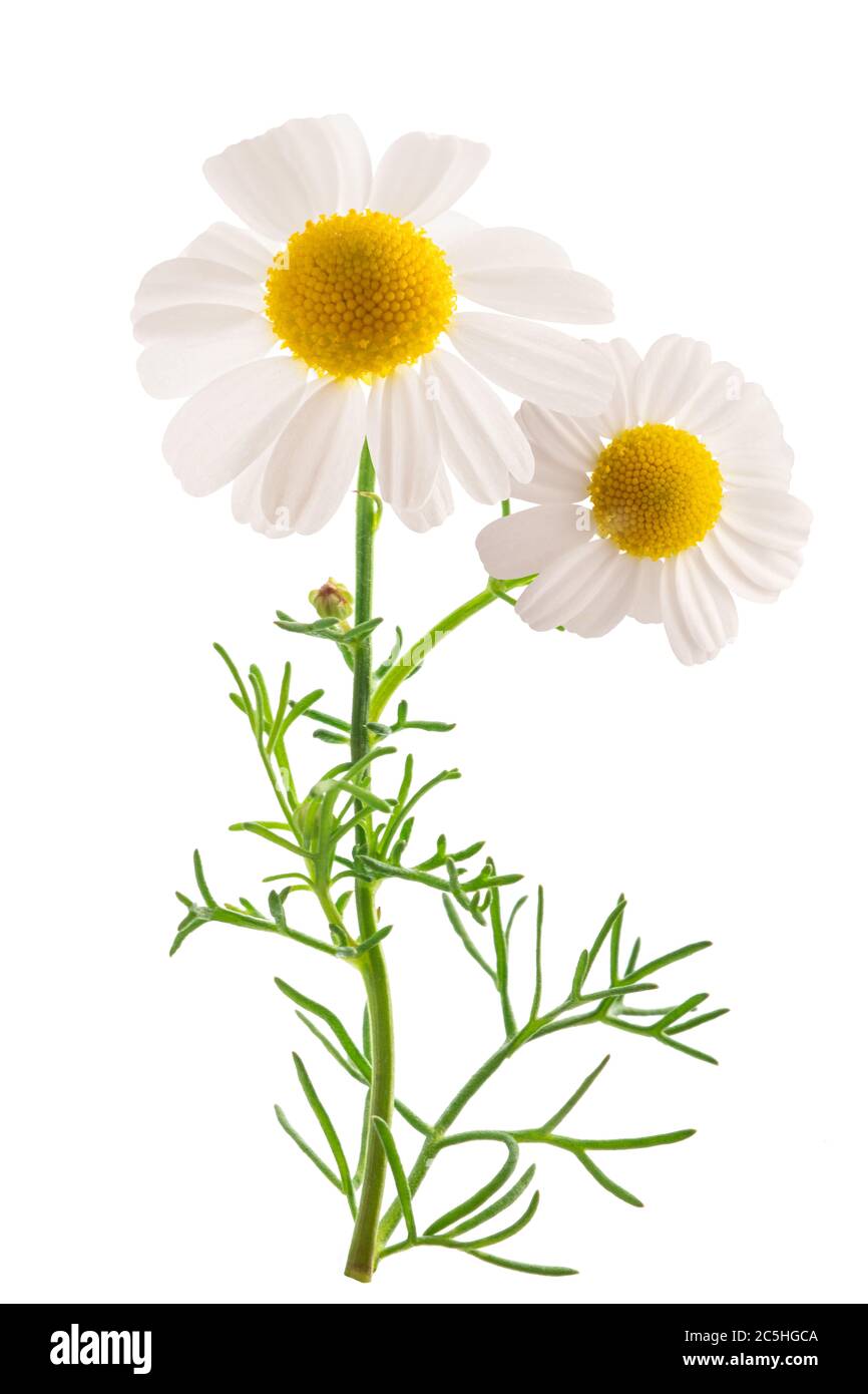 Chamomile plant isolated on white background Stock Photo