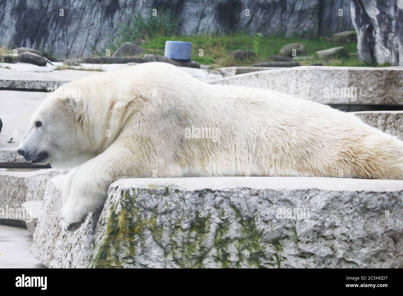 Eisbär Stock Photo