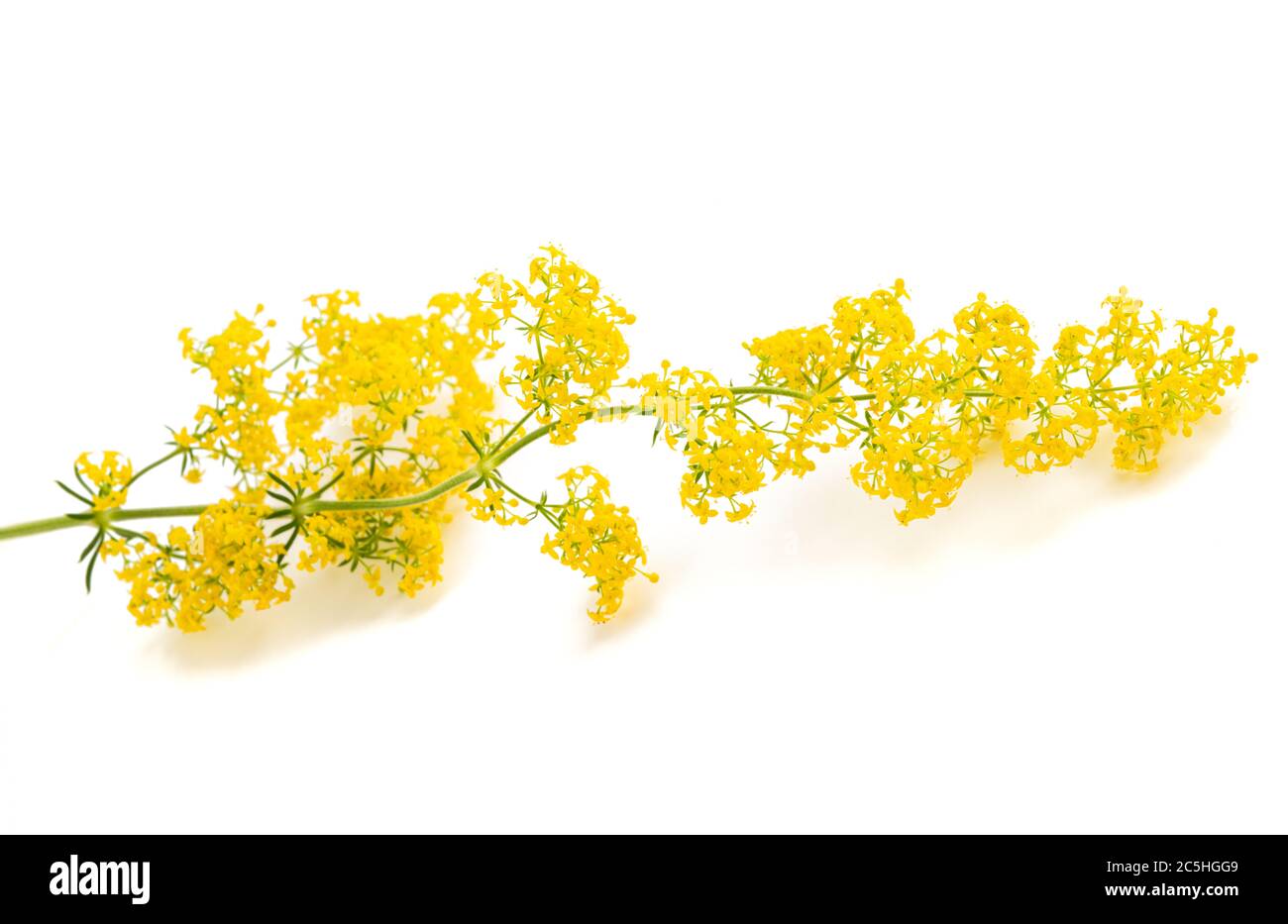 Lady's bedstraw flowers ( Galium verum ) isolated on white Stock Photo