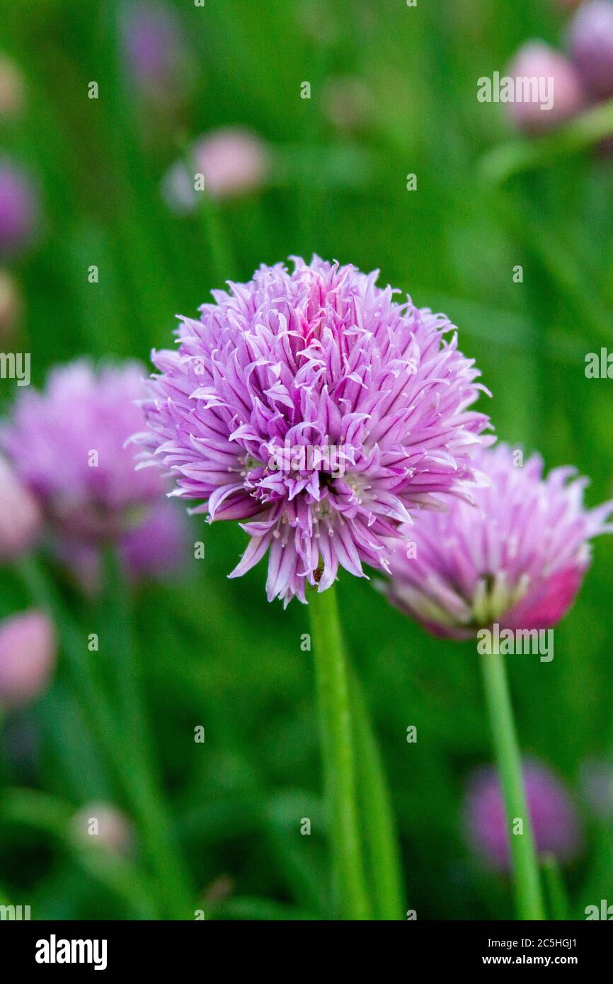 flowering onion chives in a garden Stock Photo