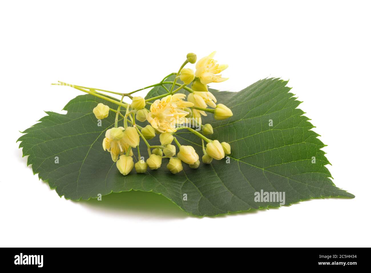 linden leaf with  flowers  isolated on white background Stock Photo