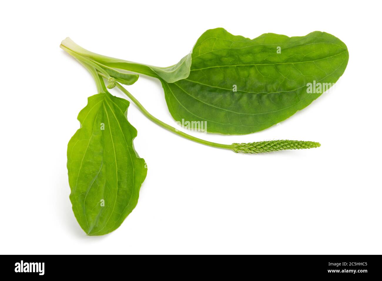 Broadleaf plantain leaveswith ear isolated on white background Stock Photo