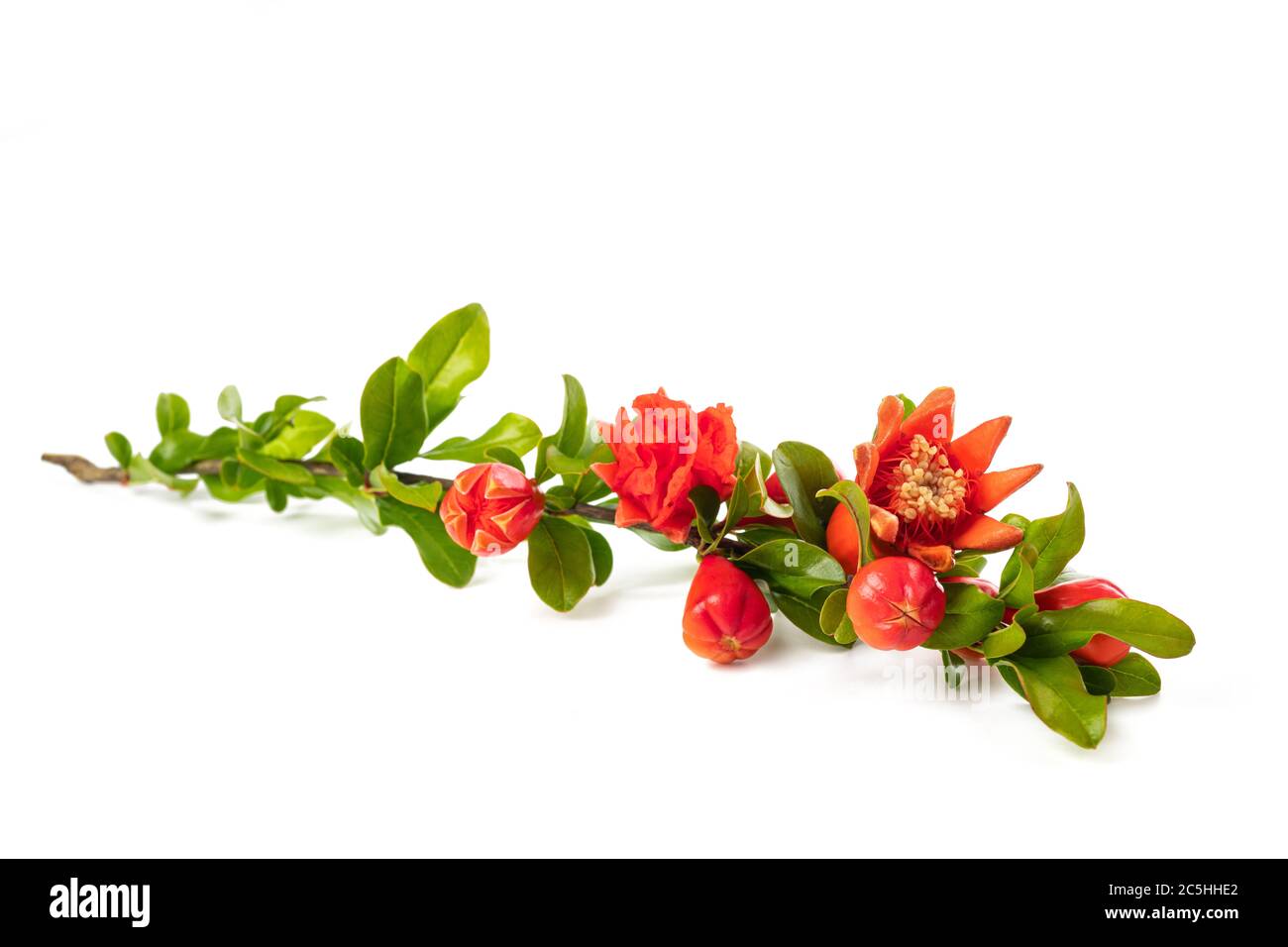 pomegranate branch with flowers isolated on white Stock Photo