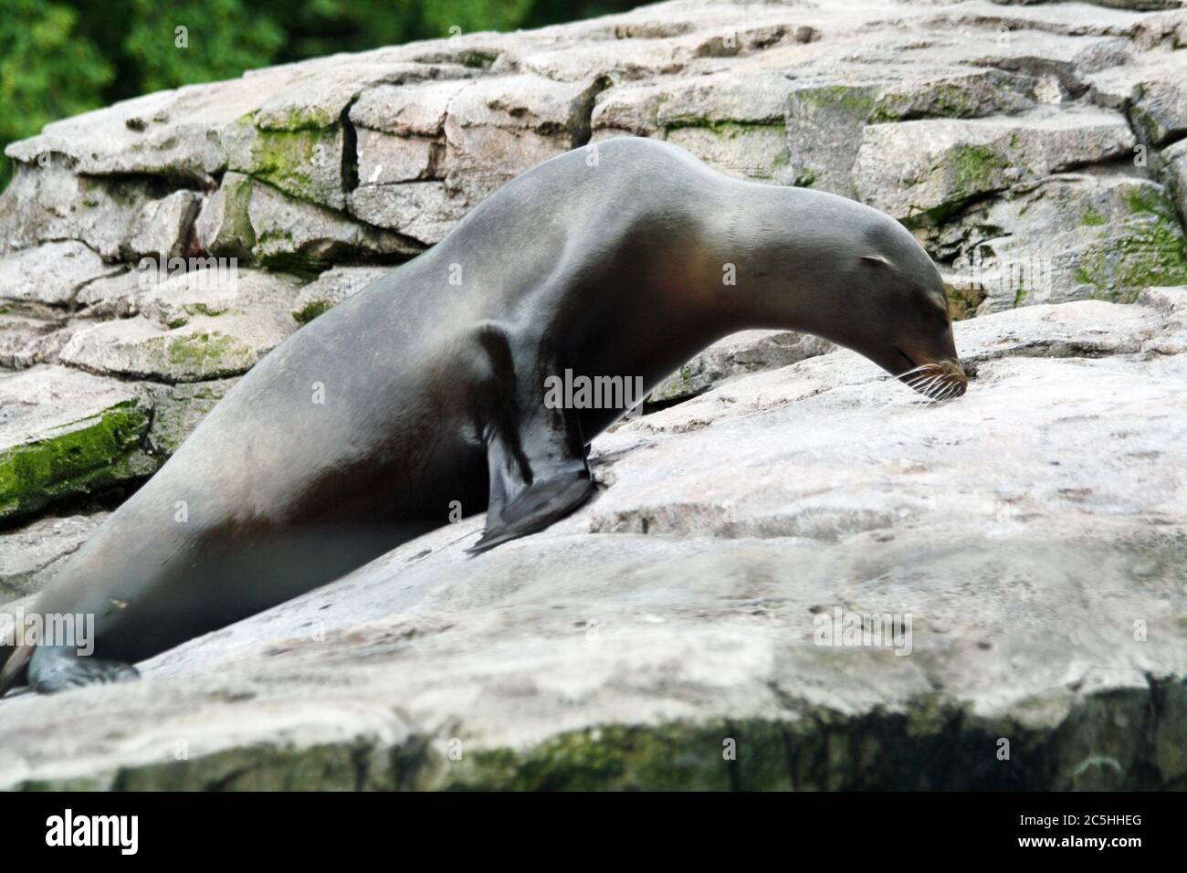 Kalifornischer Seelöwe Stock Photo