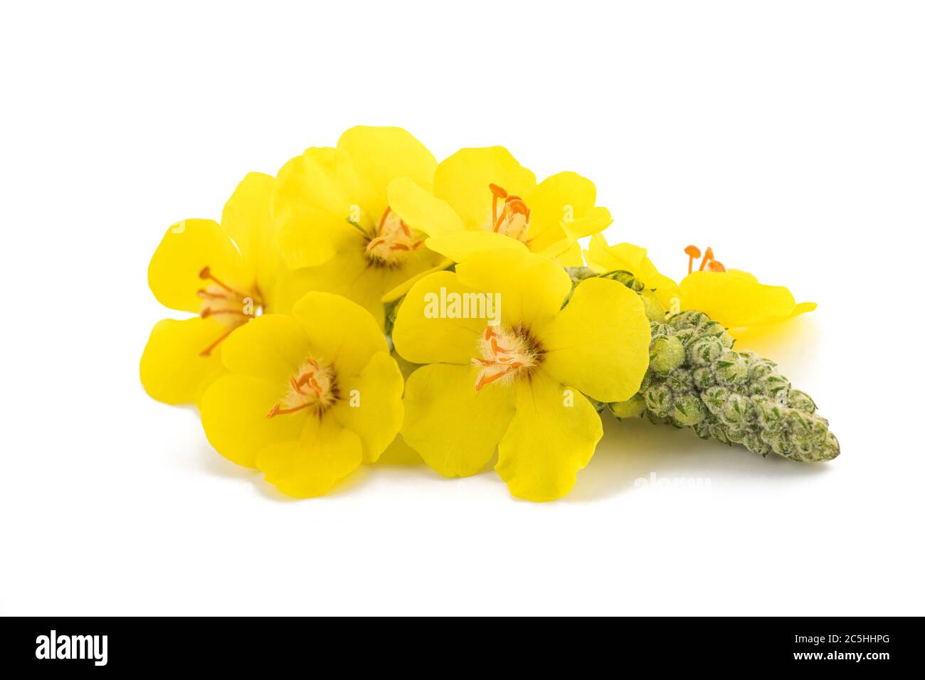 Mullein flowers isolated on white background Stock Photo