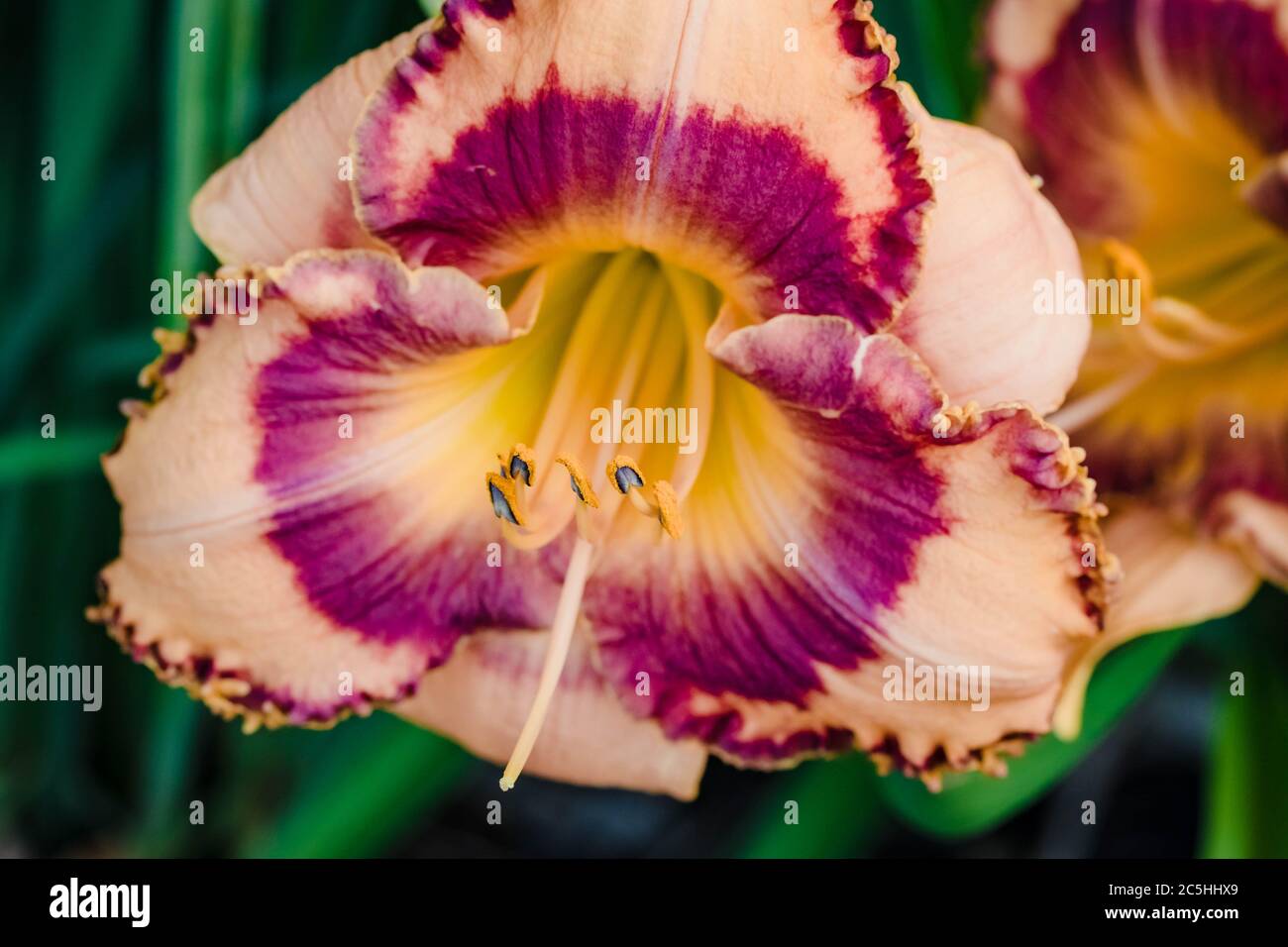 Lily longiflorum garden hi-res stock photography and images - Alamy